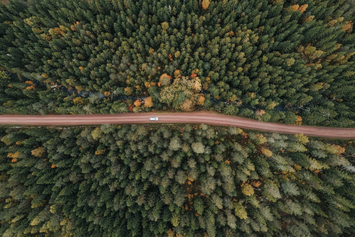 Forest with a road
